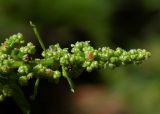 Lipandra polysperma