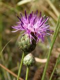 Centaurea adpressa. Распустившееся и формирующееся соцветия. Украина, Днепропетровская обл., Синельниковский р-н, возле дороги. 21.09.2017.