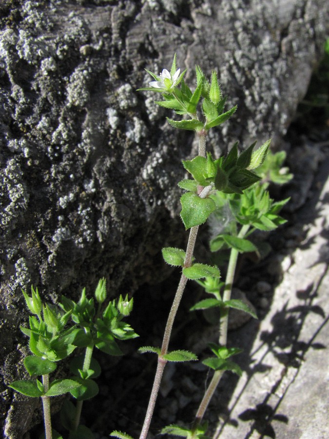 Image of genus Arenaria specimen.