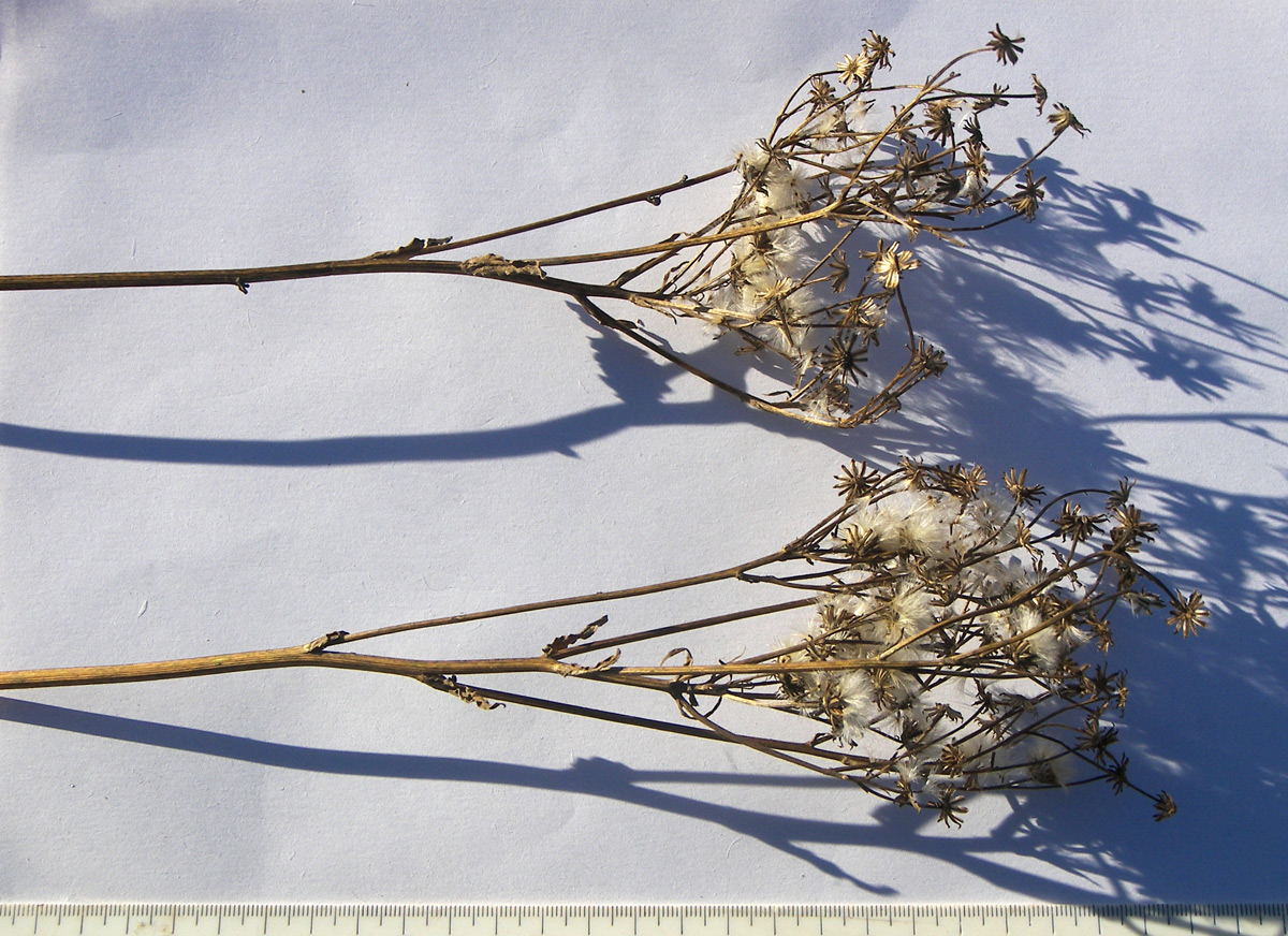 Image of Senecio macrophyllus specimen.