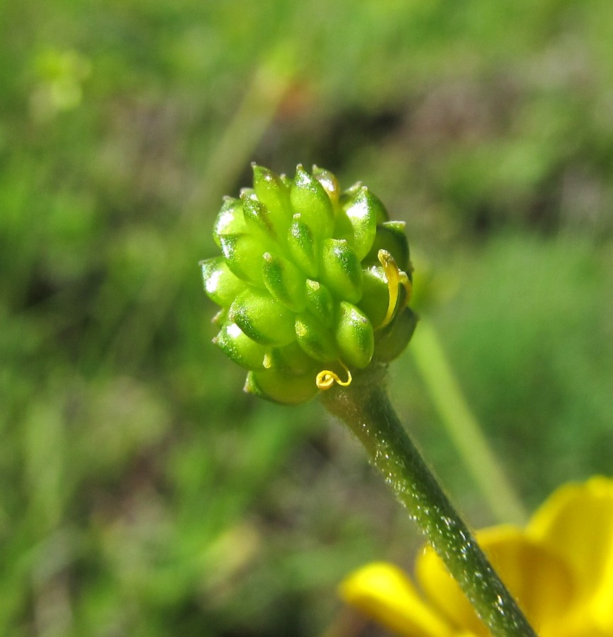 Изображение особи Ranunculus balkharicus.