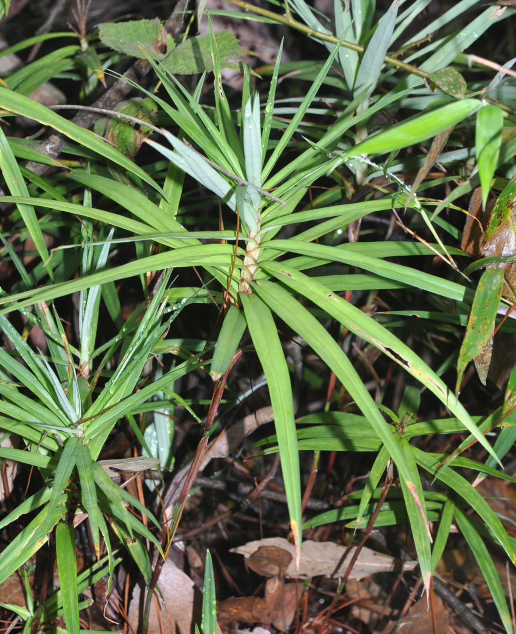 Изображение особи Carex phyllocephala.