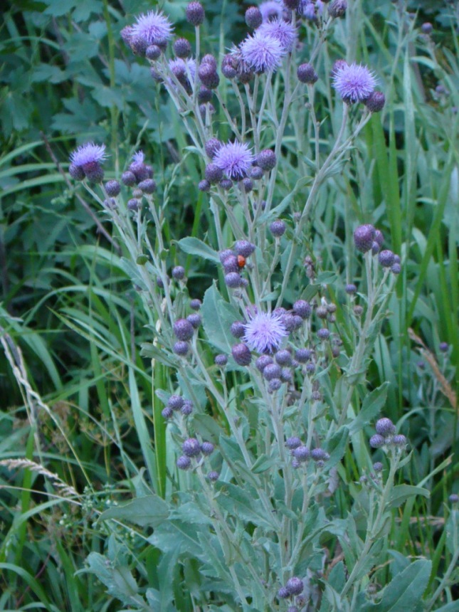 Image of Cirsium incanum specimen.