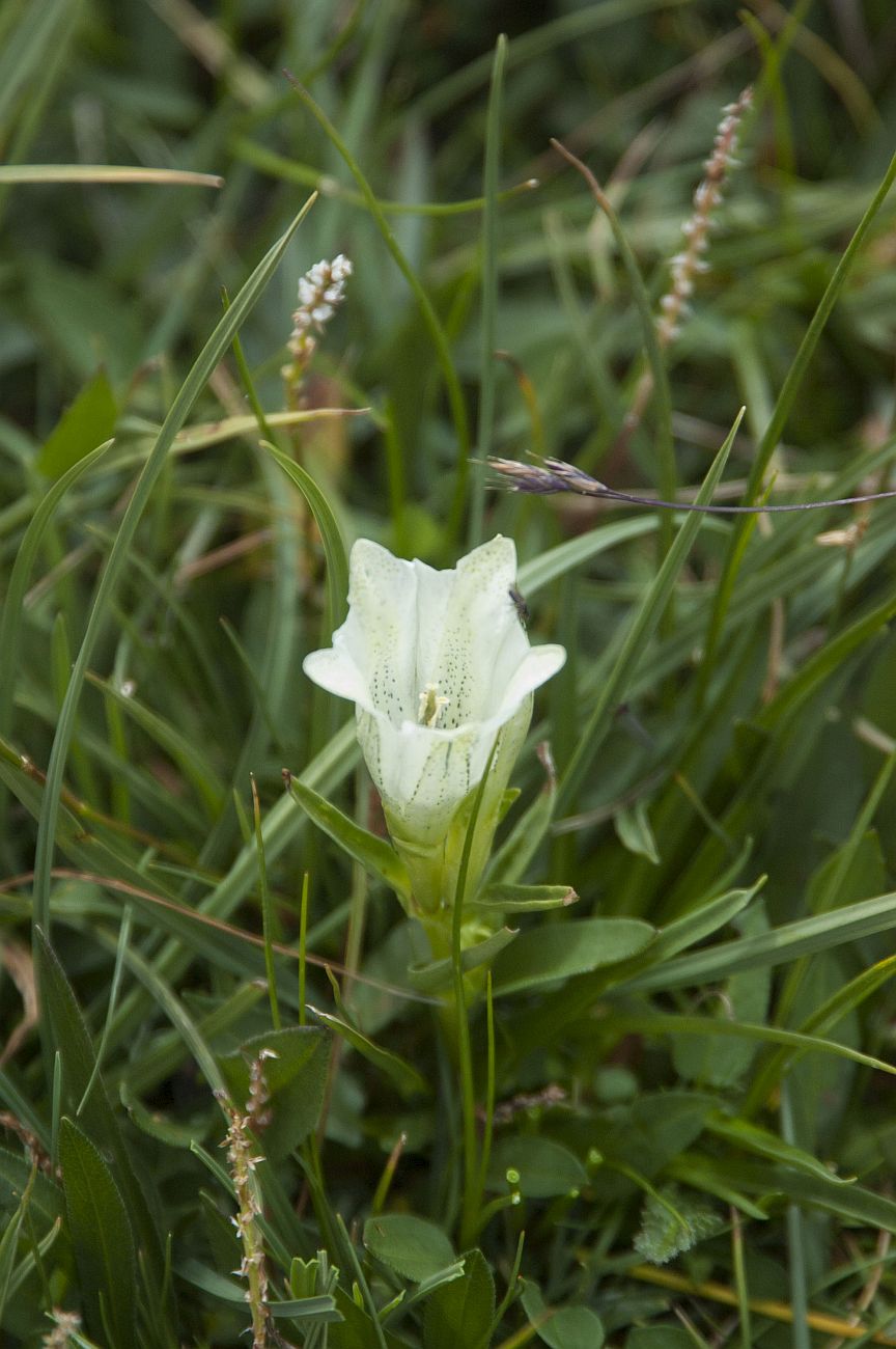 Изображение особи Gentiana algida.