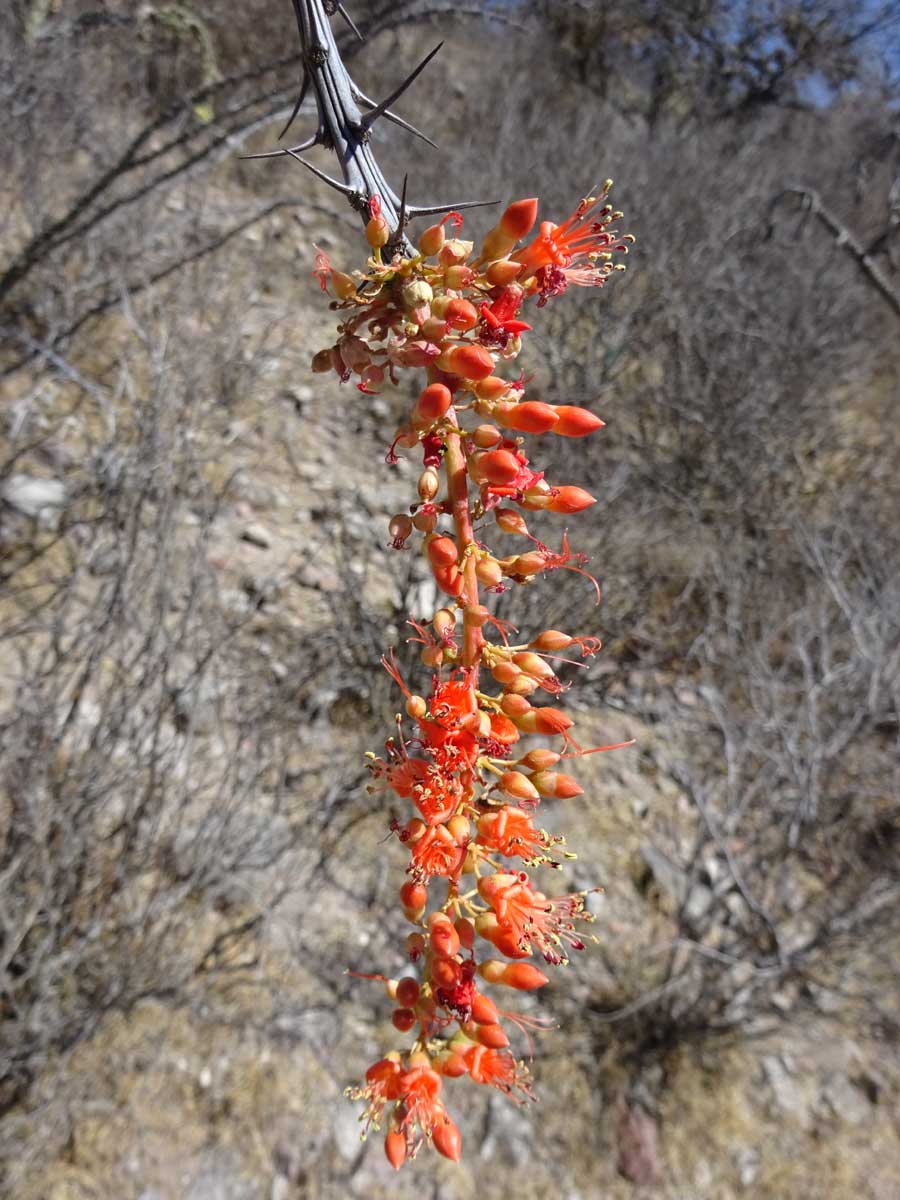 Изображение особи Fouquieria splendens.