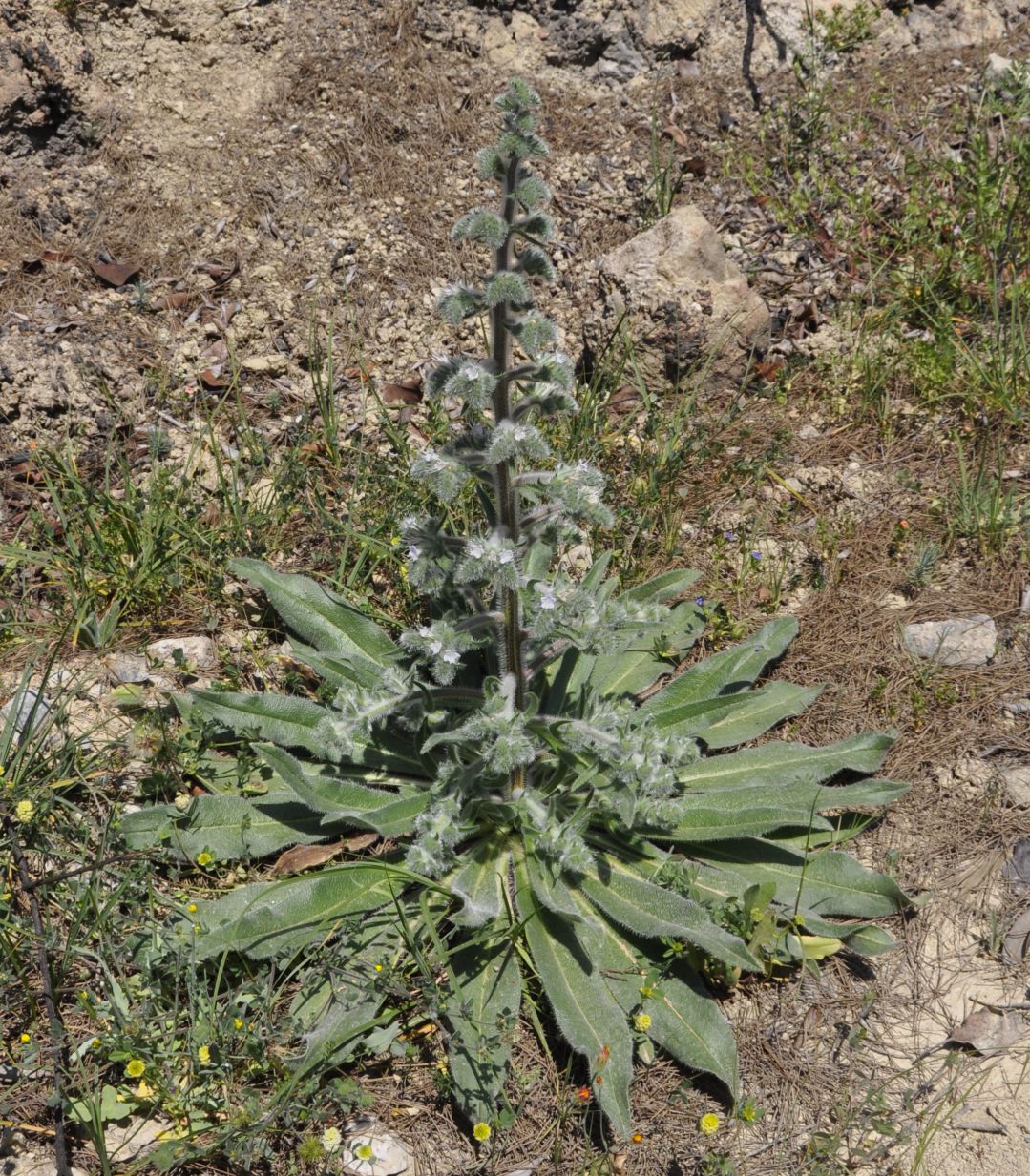 Image of Echium italicum specimen.