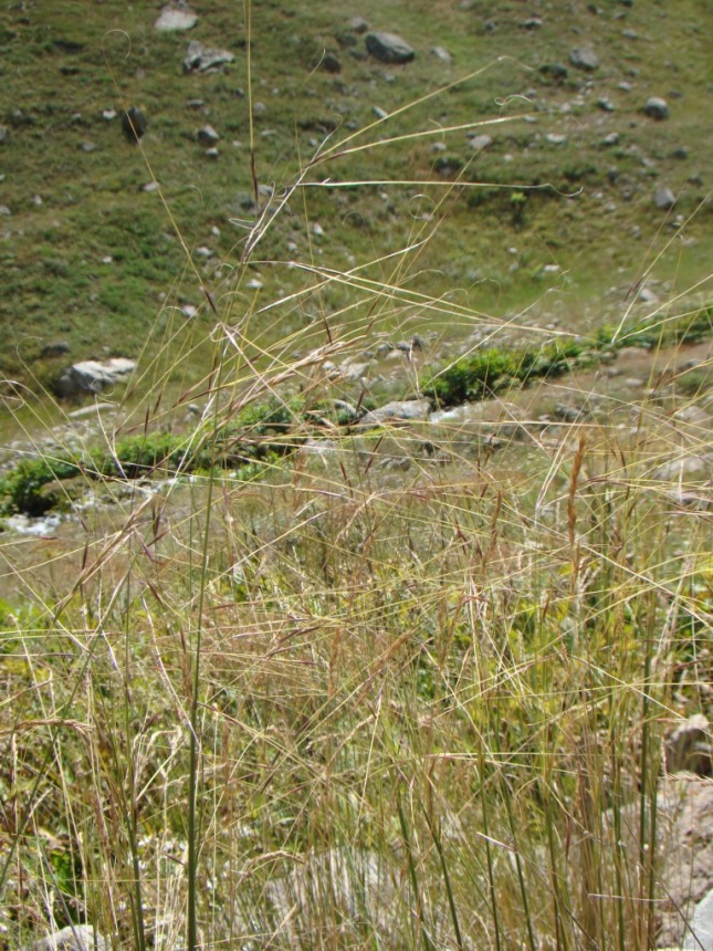 Image of genus Stipa specimen.