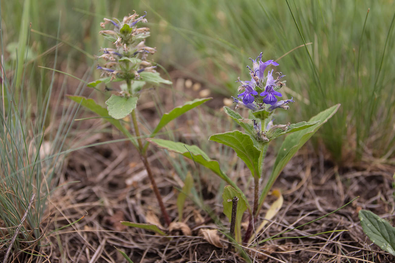 Изображение особи Ajuga genevensis.