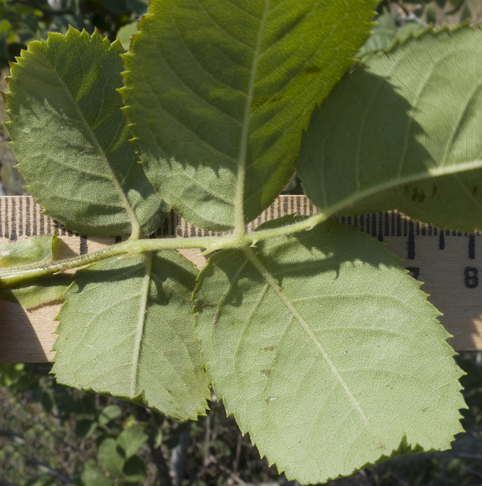 Image of Rosa corymbifera specimen.