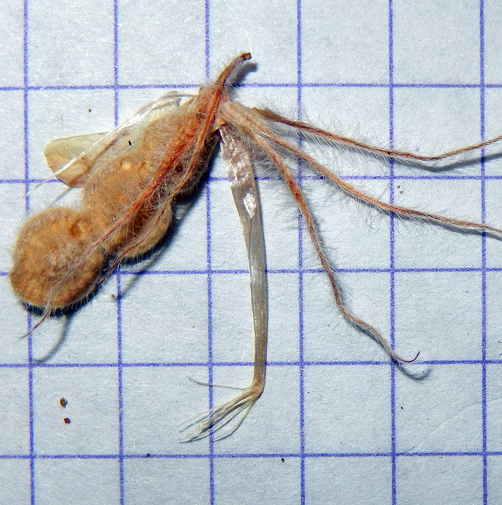 Image of Hedysarum candidum specimen.