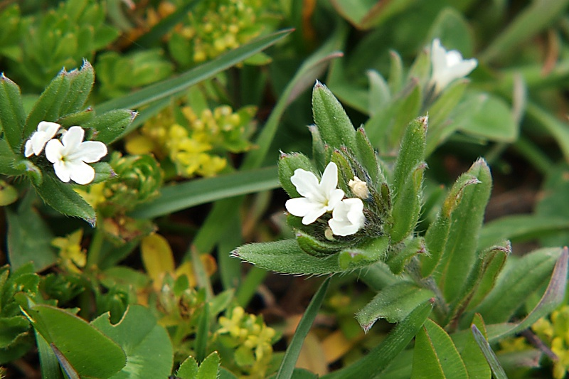 Image of Buglossoides arvensis specimen.