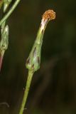 Scorzonera albicaulis