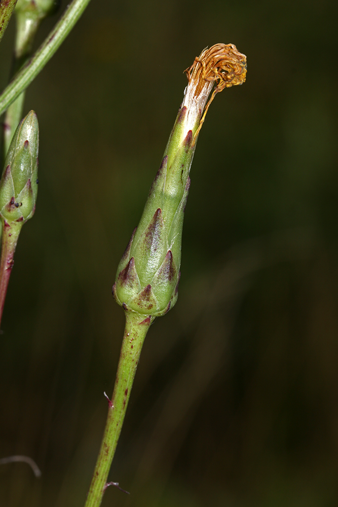 Image of Scorzonera albicaulis specimen.