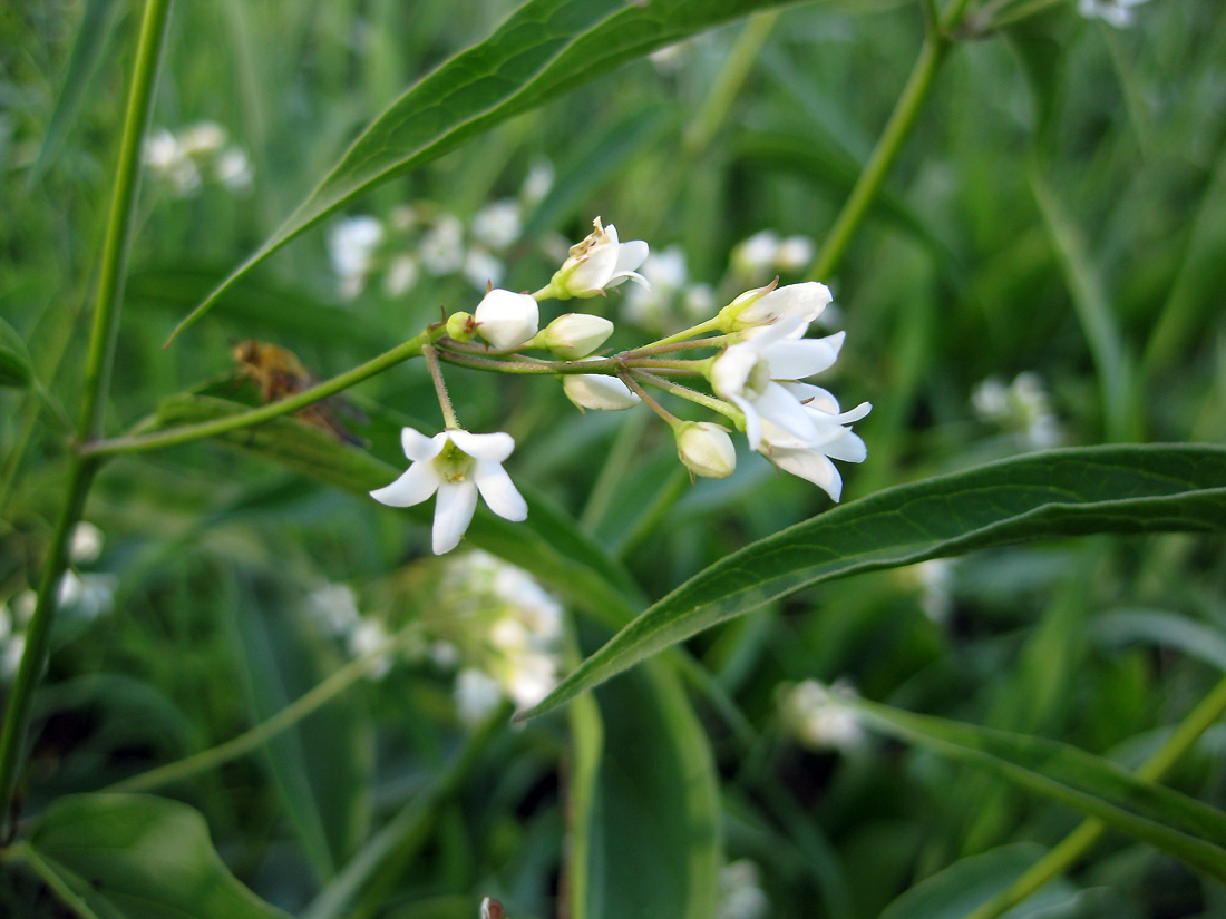 Image of Vincetoxicum hirundinaria specimen.