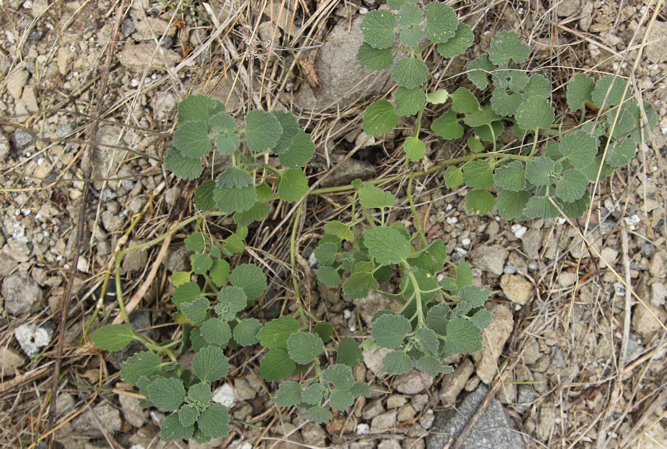 Image of genus Marrubium specimen.