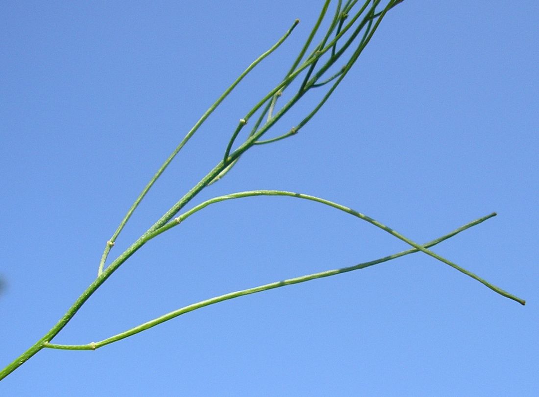 Image of Erysimum canescens specimen.