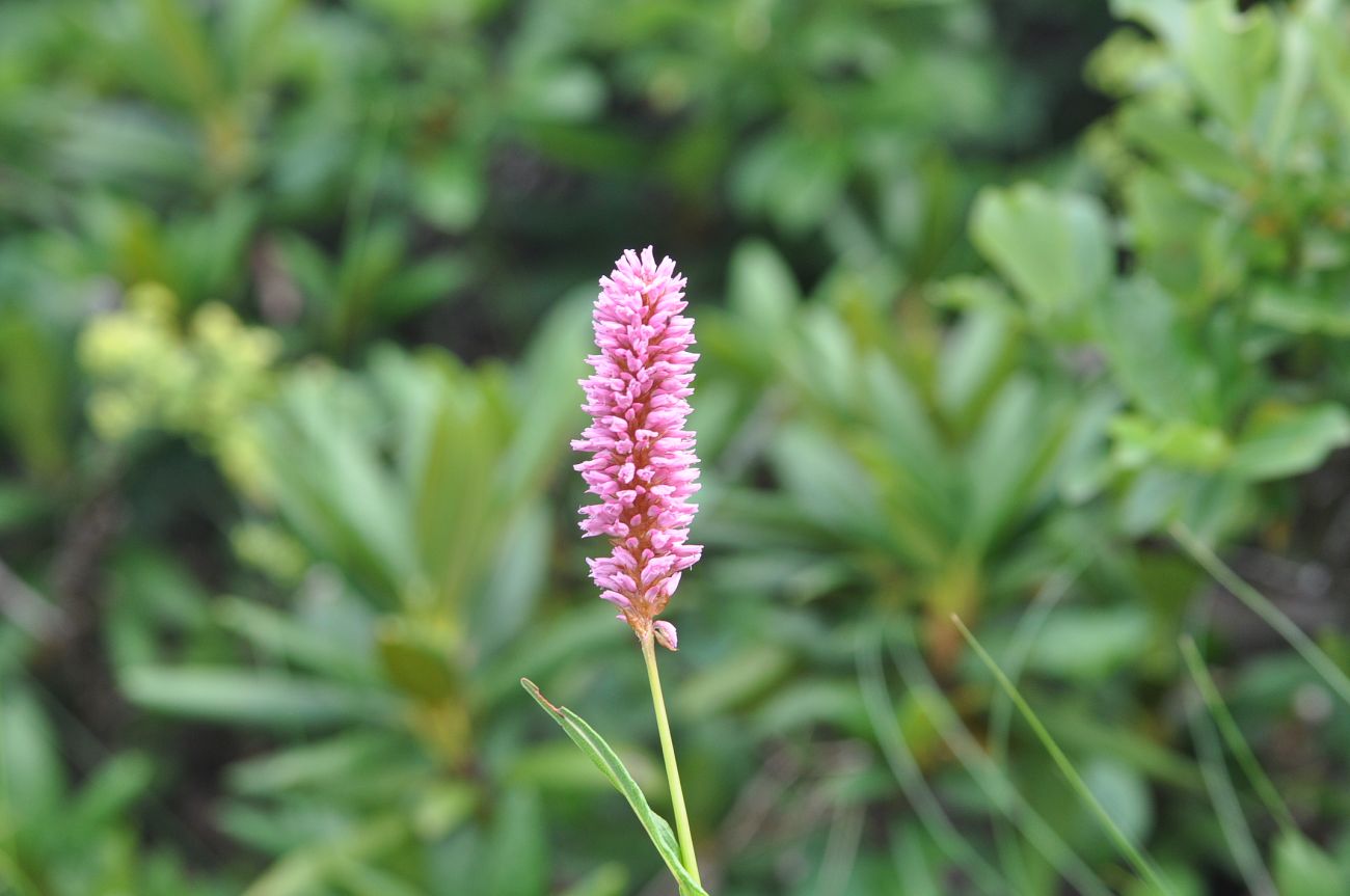 Изображение особи Bistorta carnea.