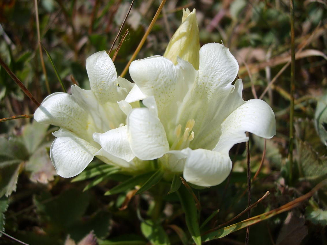 Image of Gentiana gelida specimen.