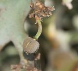 Euphorbia stenoclada. Плод. Израиль, Шарон, г. Тель-Авив, ботанический сад \"Сад кактусов\". 05.06.2018.