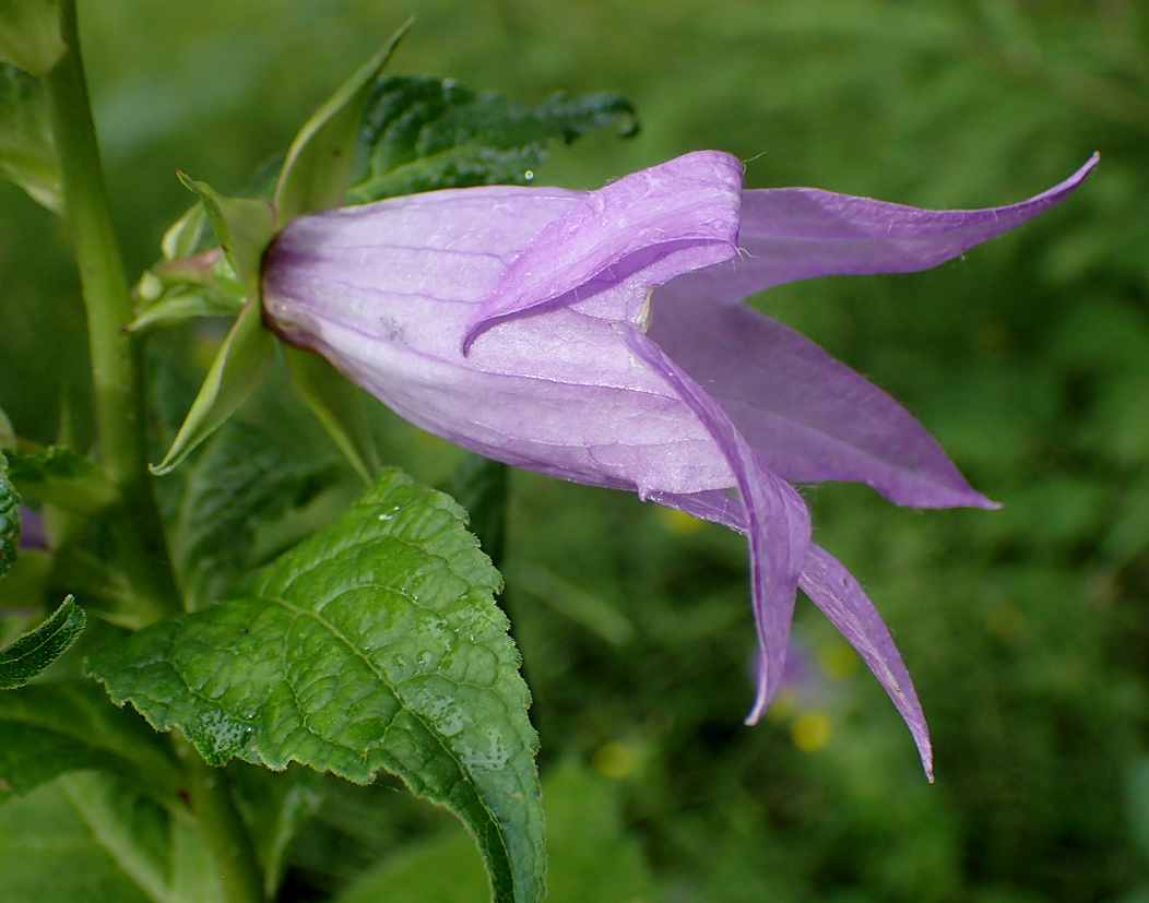 Image of Campanula latifolia specimen.