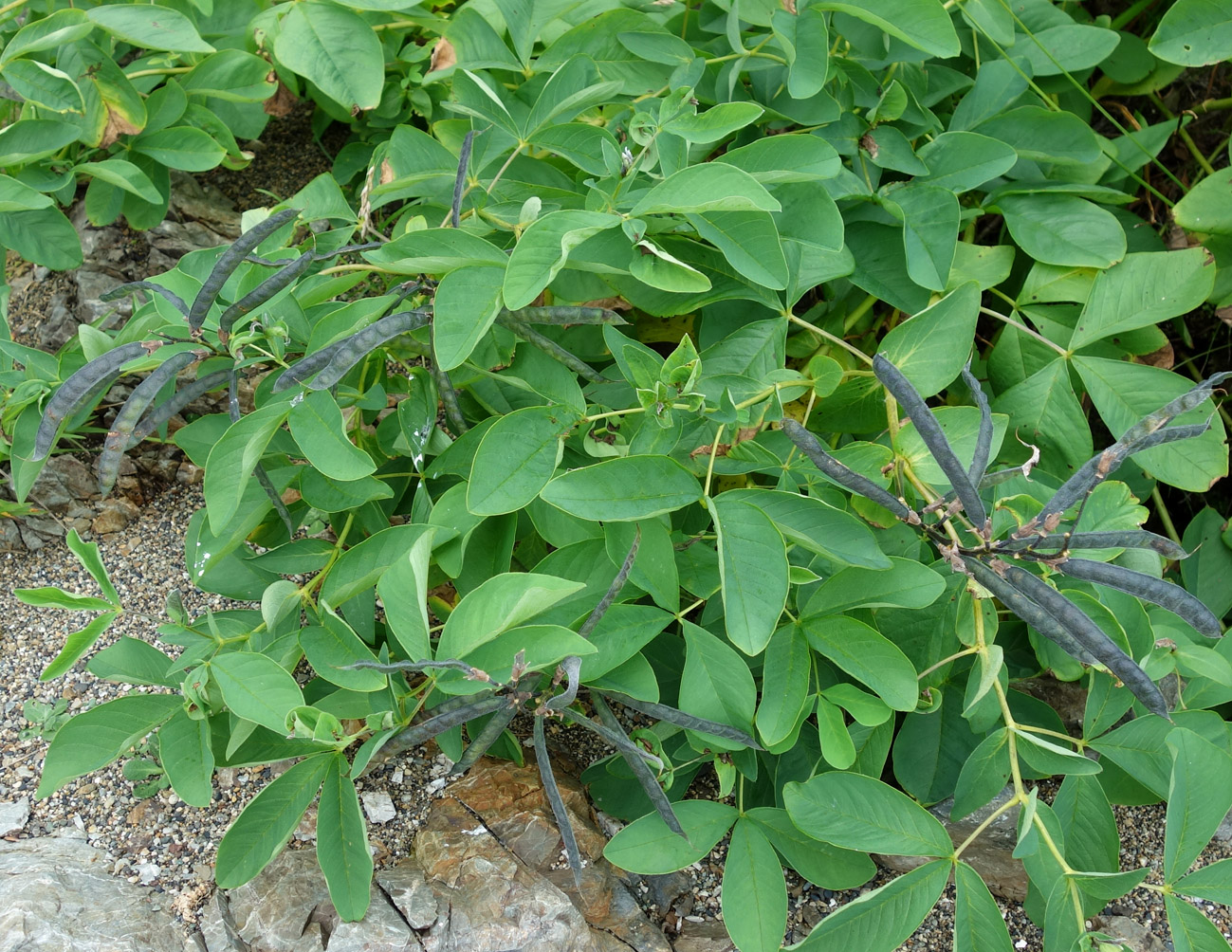 Image of Thermopsis lupinoides specimen.