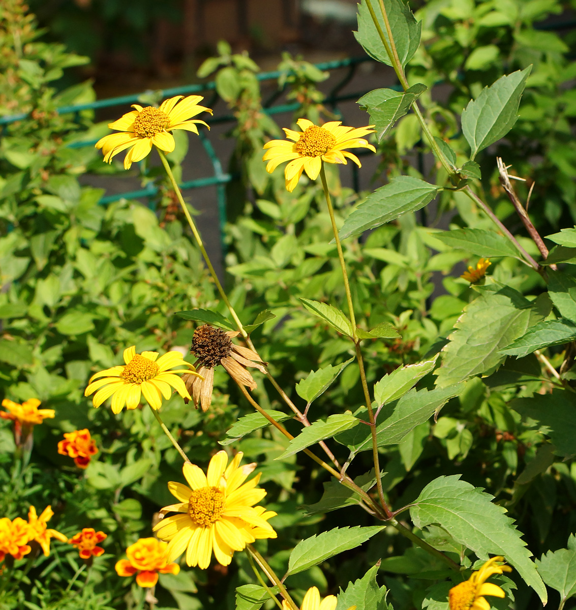 Image of Heliopsis helianthoides ssp. scabra specimen.