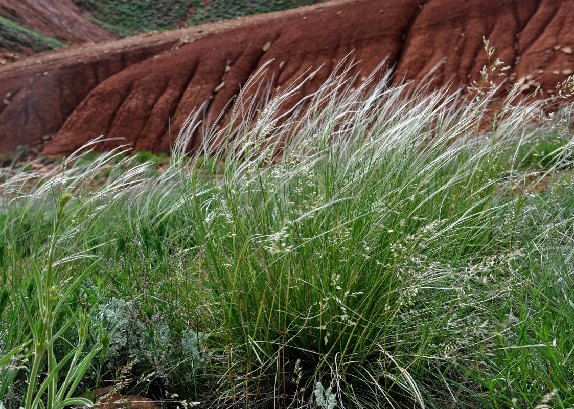 Изображение особи род Stipa.