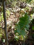 Sorbus sibirica. Часть стволика с веткой. Свердловская обл., окр. г. Североуральск, скалы Три Брата, сосново-еловый лес. 20.05.2010.