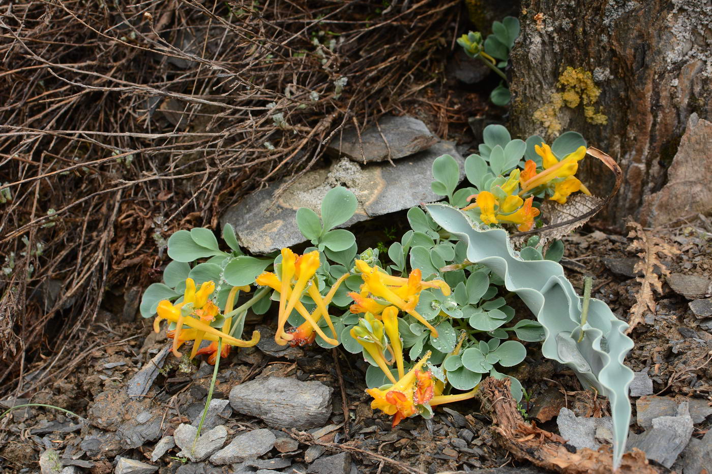 Изображение особи Corydalis sewerzowii.