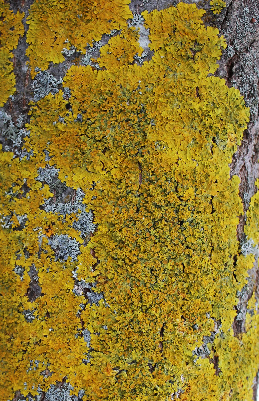 Изображение особи Xanthoria parietina.