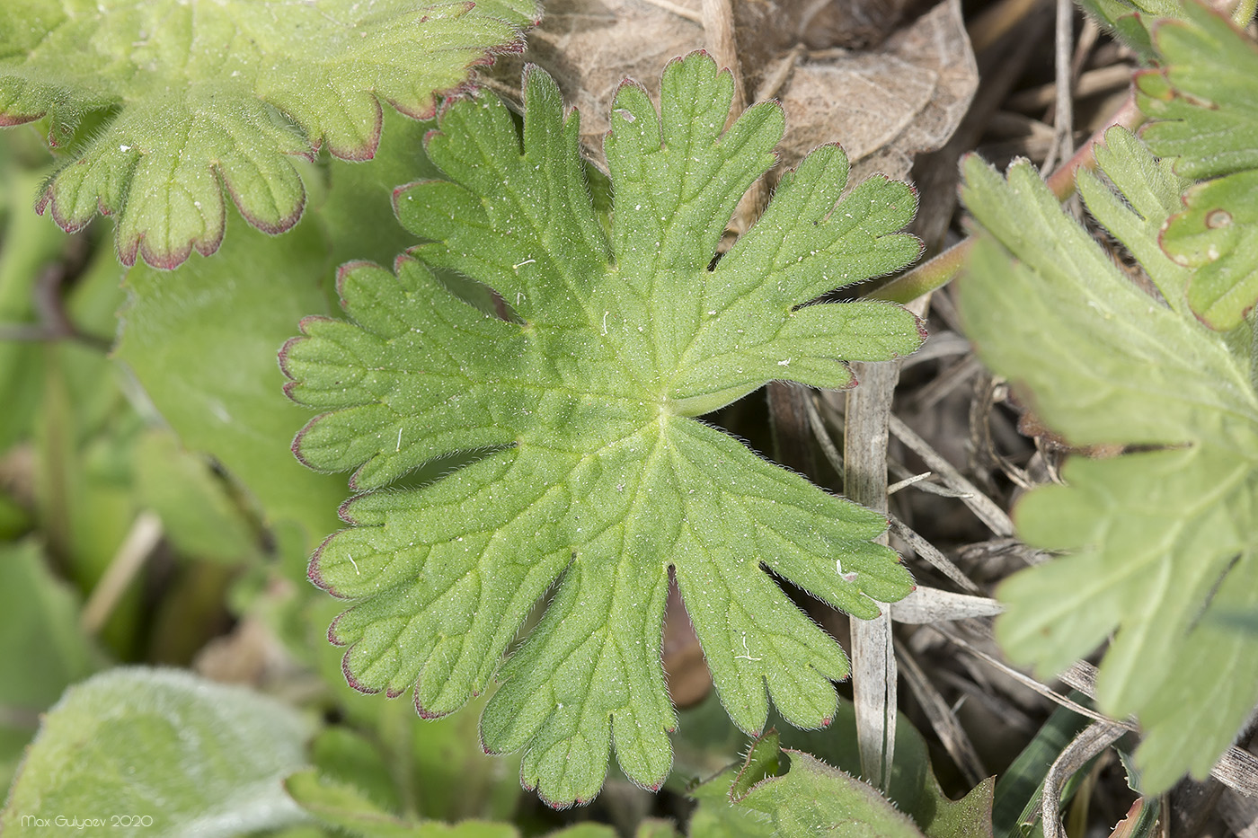 Image of Geranium rotundifolium specimen.