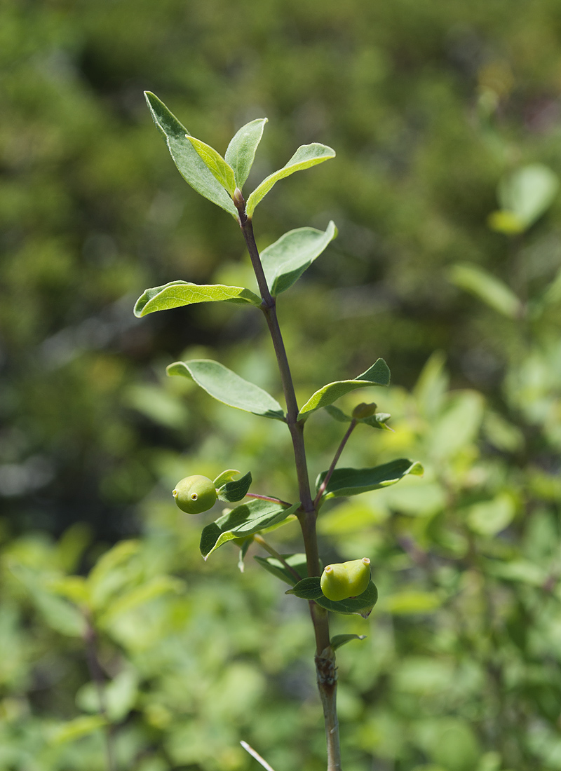 Image of Lonicera microphylla specimen.