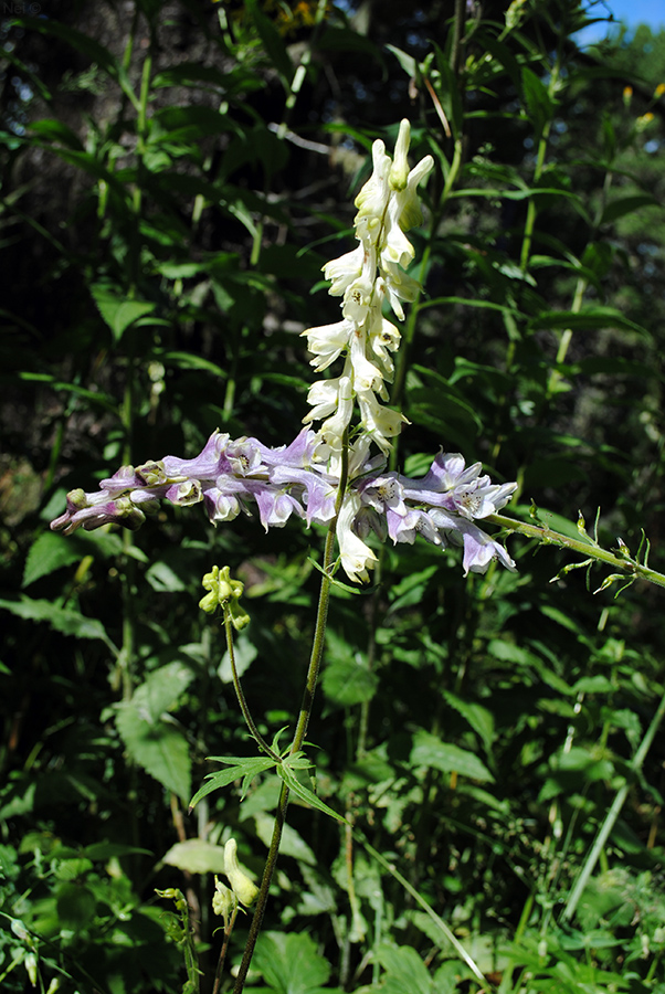 Изображение особи Aconitum krylovii.