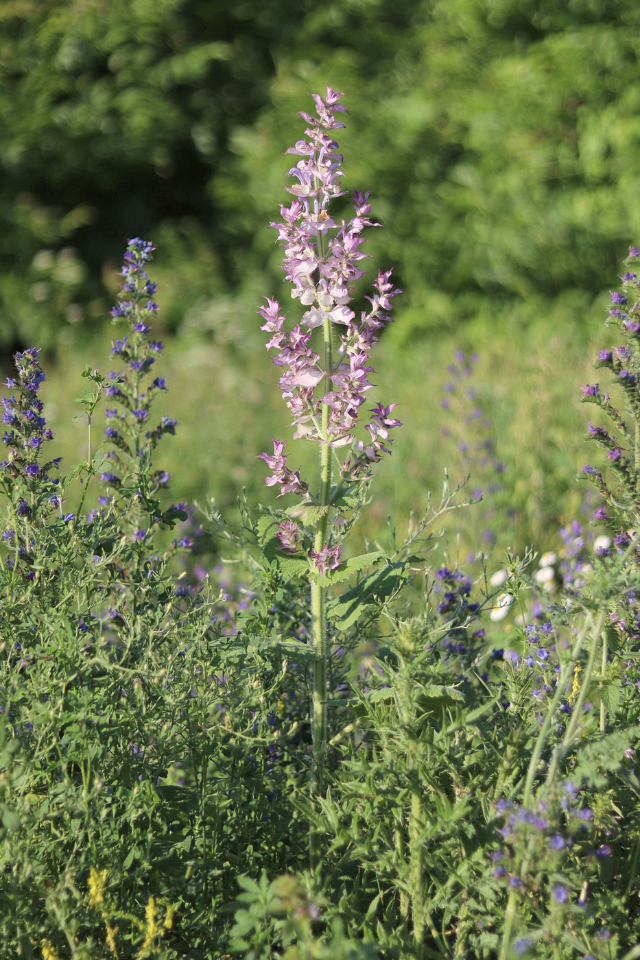 Изображение особи Salvia sclarea.