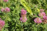 Trifolium medium