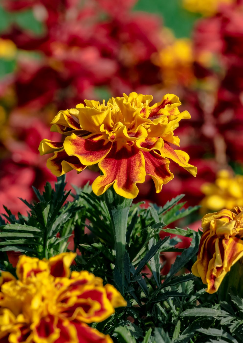 Image of Tagetes patula specimen.