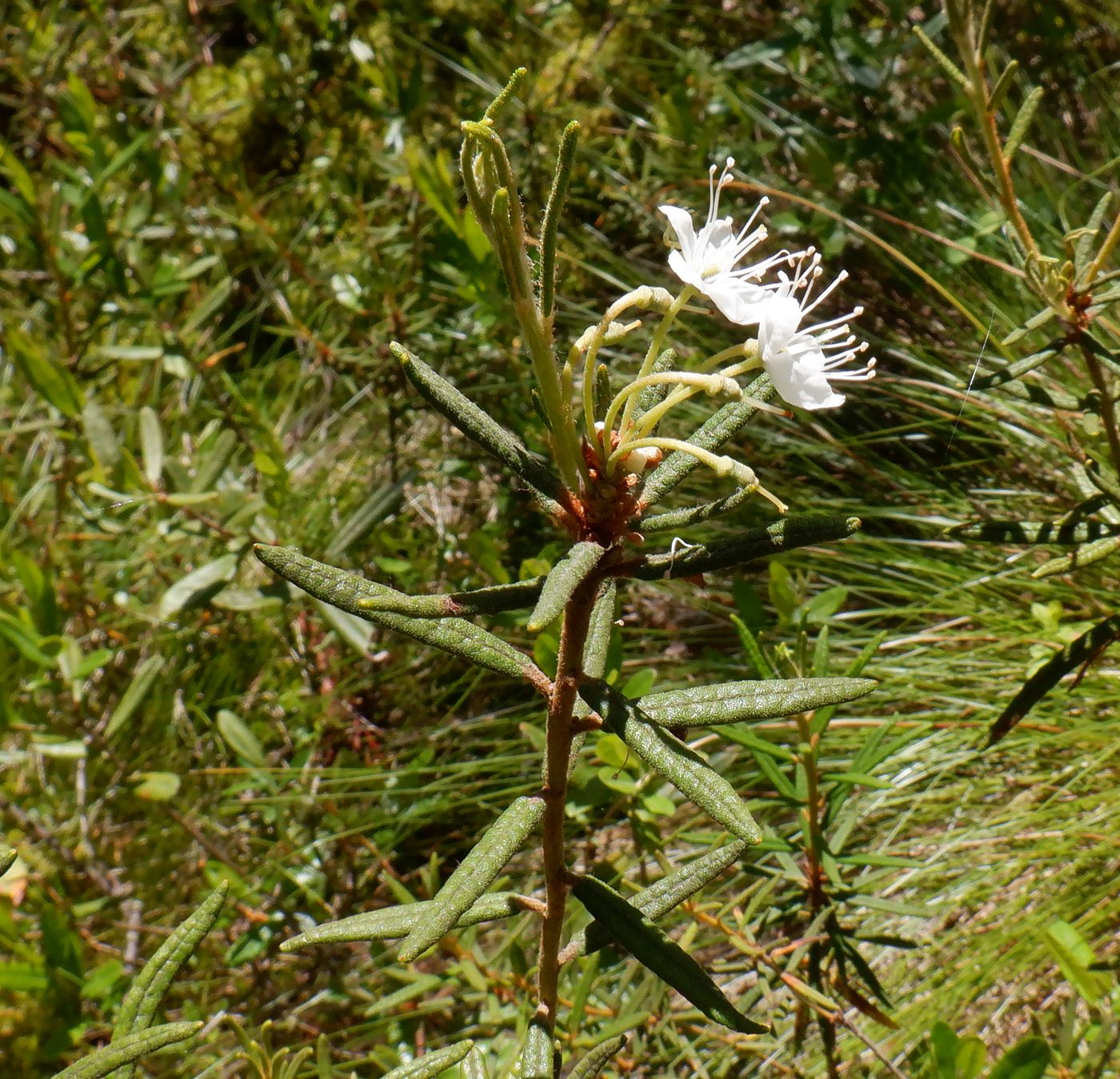 Image of Ledum palustre specimen.