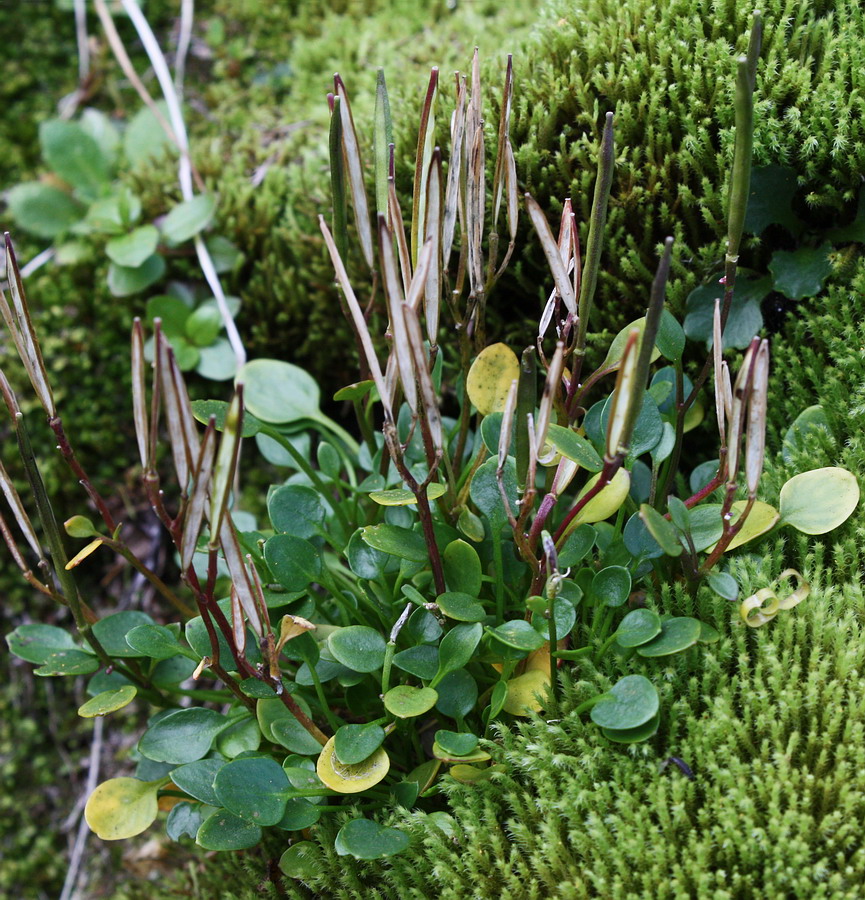 Изображение особи Cardamine bellidifolia.