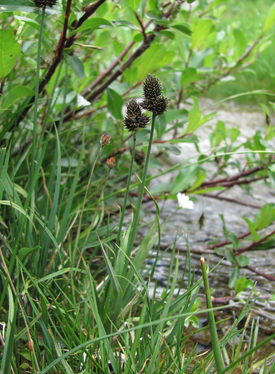 Image of Carex acrifolia specimen.