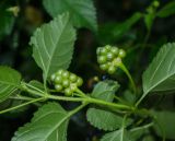 Lantana camara