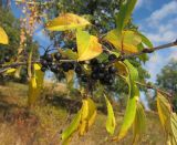 Rhamnus cathartica. Ветвь с плодами. Татарстан, г. Бавлы. 26.09.2010.