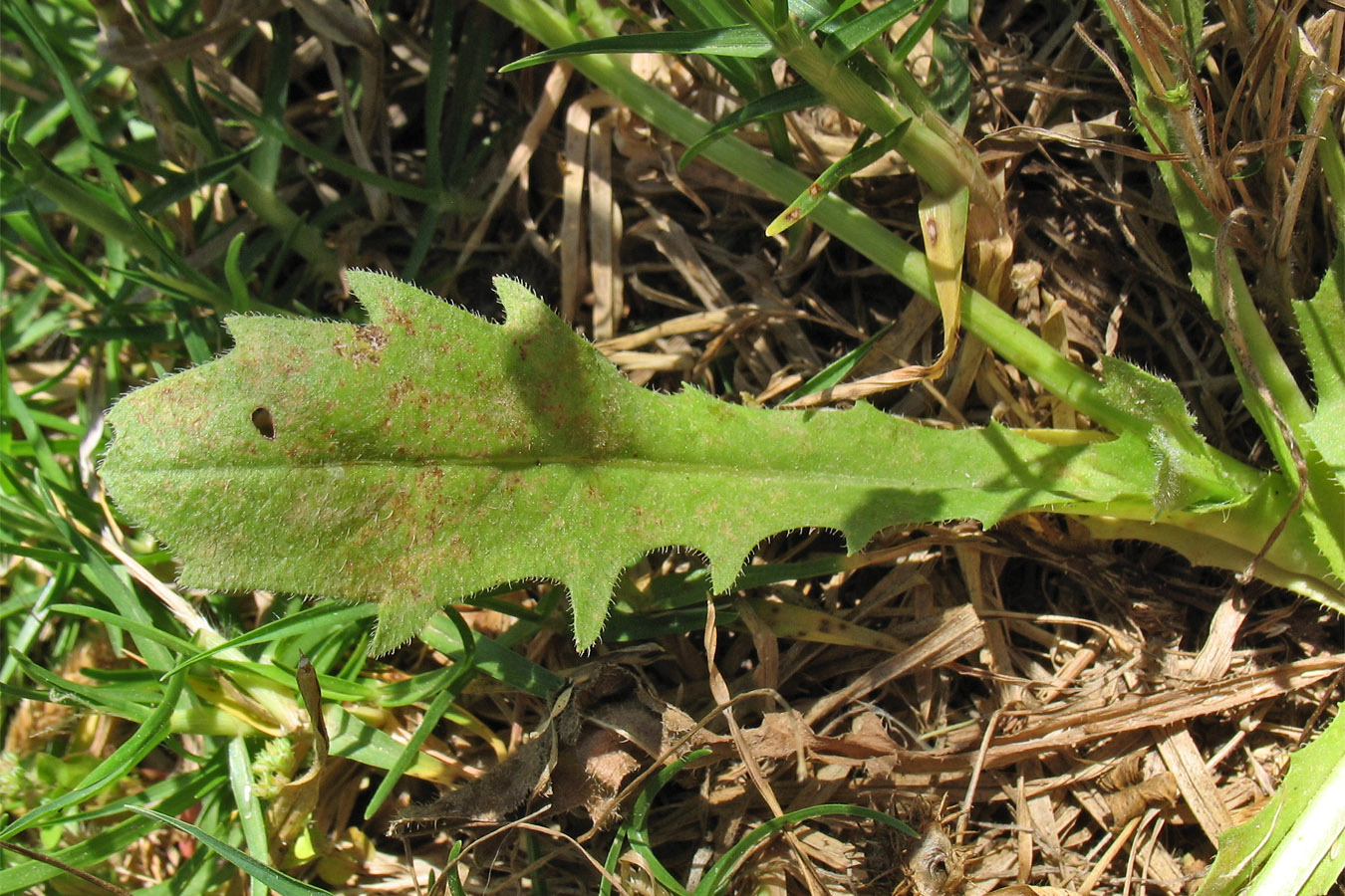 Изображение особи Hedypnois rhagadioloides.