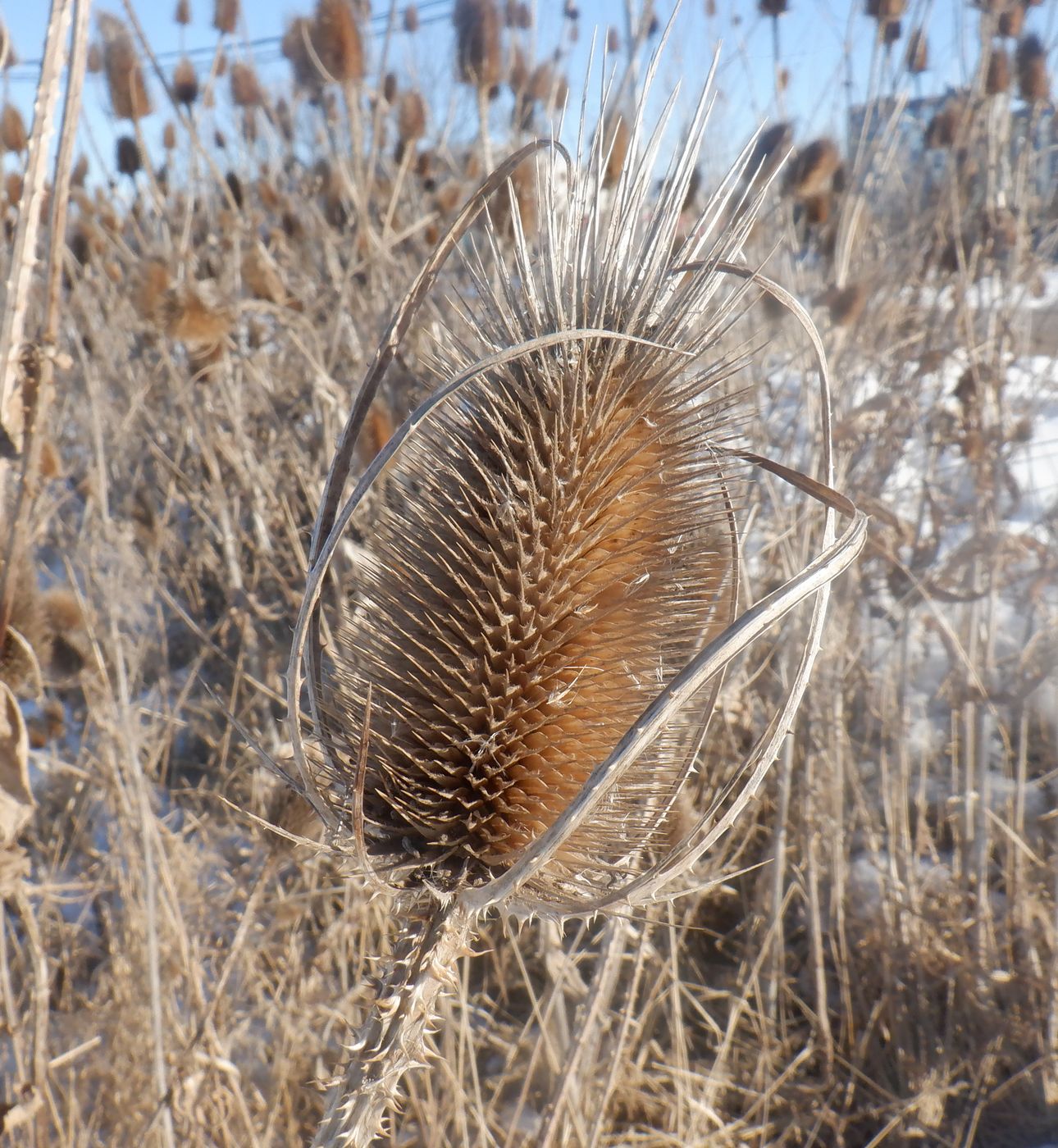 Image of Dipsacus fullonum specimen.