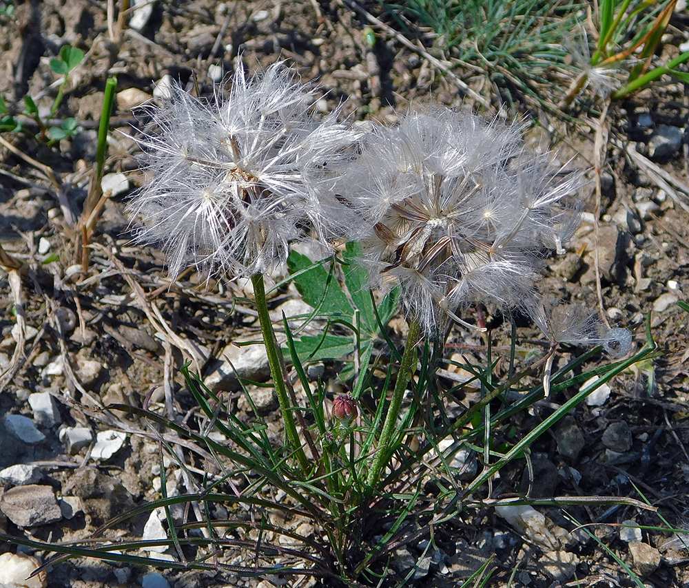 Изображение особи Scorzonera lachnostegia.