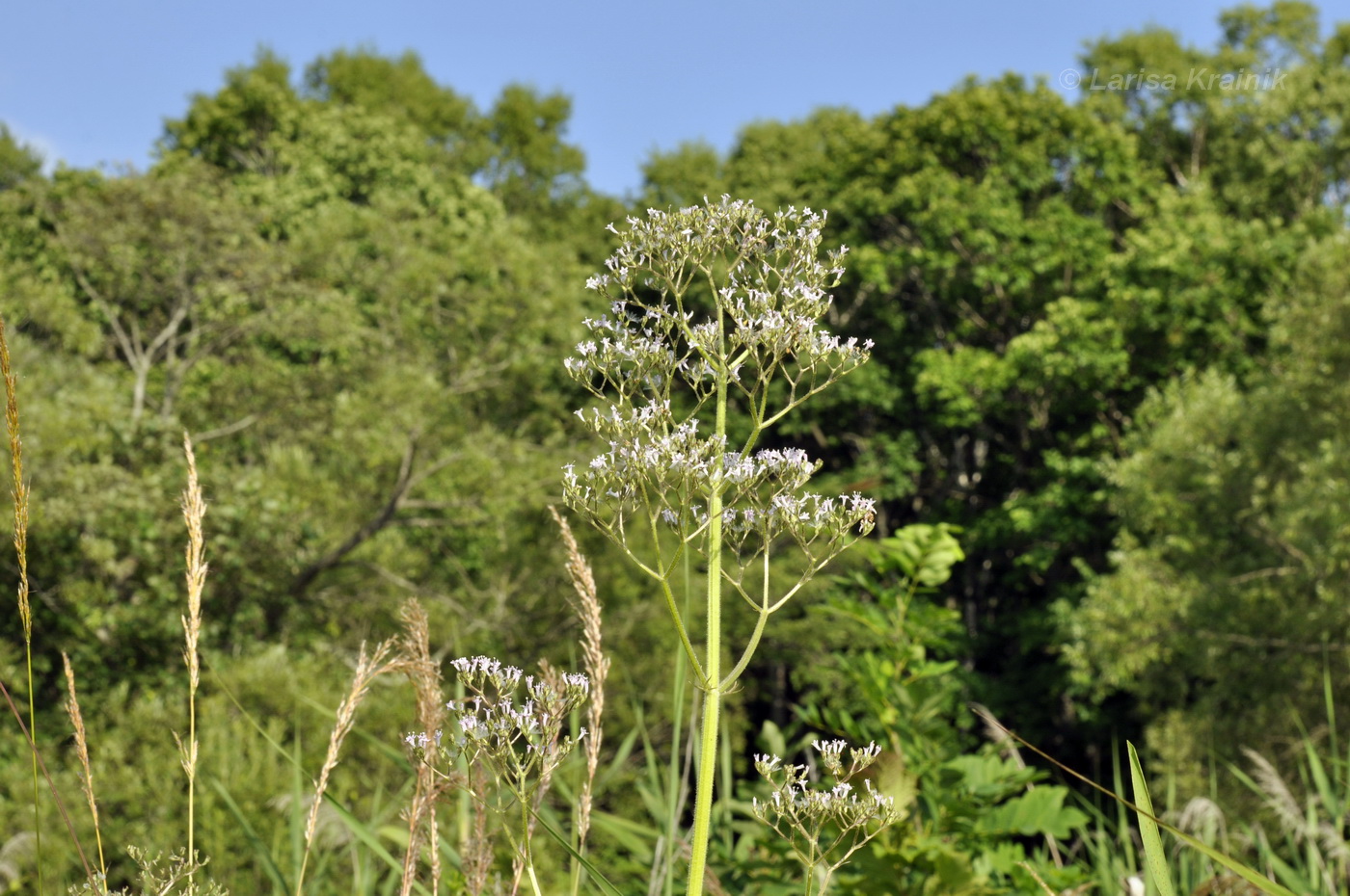 Изображение особи Valeriana amurensis.