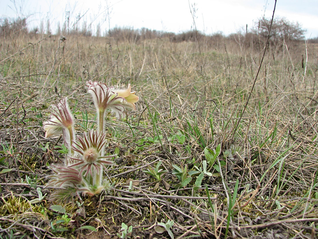 Image of Pulsatilla ucrainica specimen.