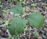 Sorbus austriaca