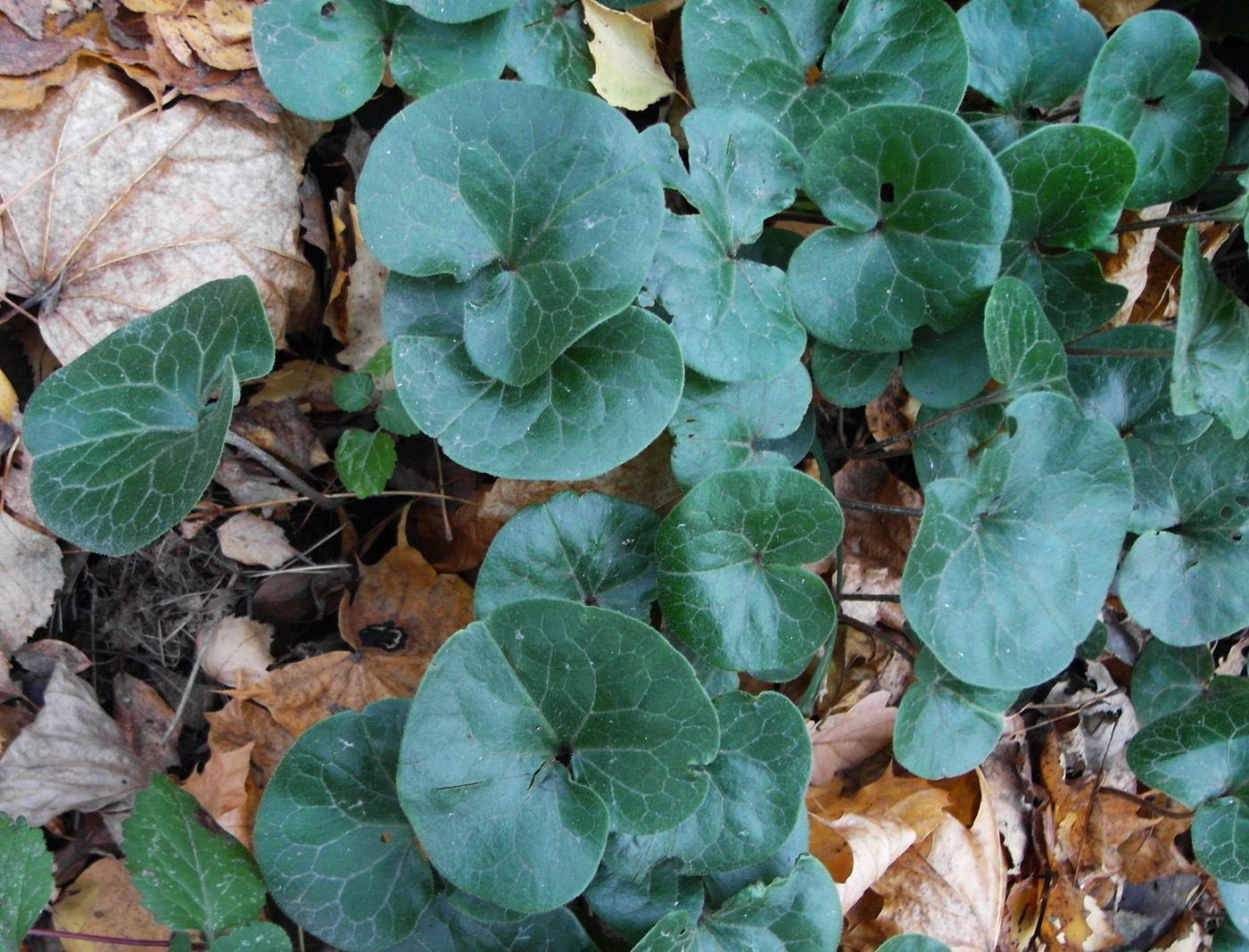 Image of Asarum europaeum specimen.