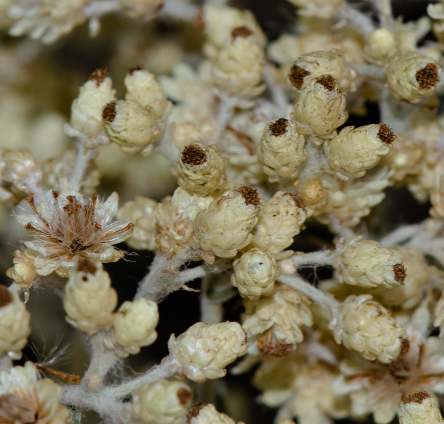 Image of Helichrysum patulum specimen.