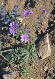 Geranium tuberosum. Цветущее растение. Крым, Караларский природный парк, бухта Морской Пехоты, у дороги. 06.05.2021.